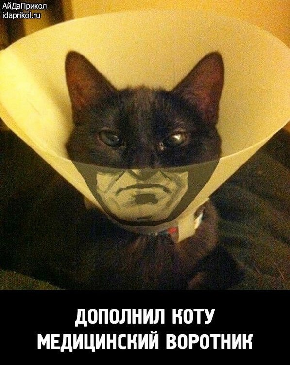 Кот мем с маской
